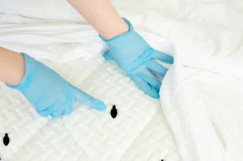 Bedbug Control Doreen