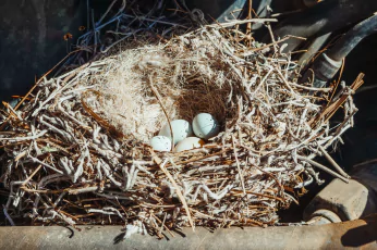 Bird Nest Removal Doreen