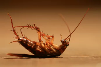 Cockroach Control Doreen