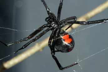 Spider Control Doreen